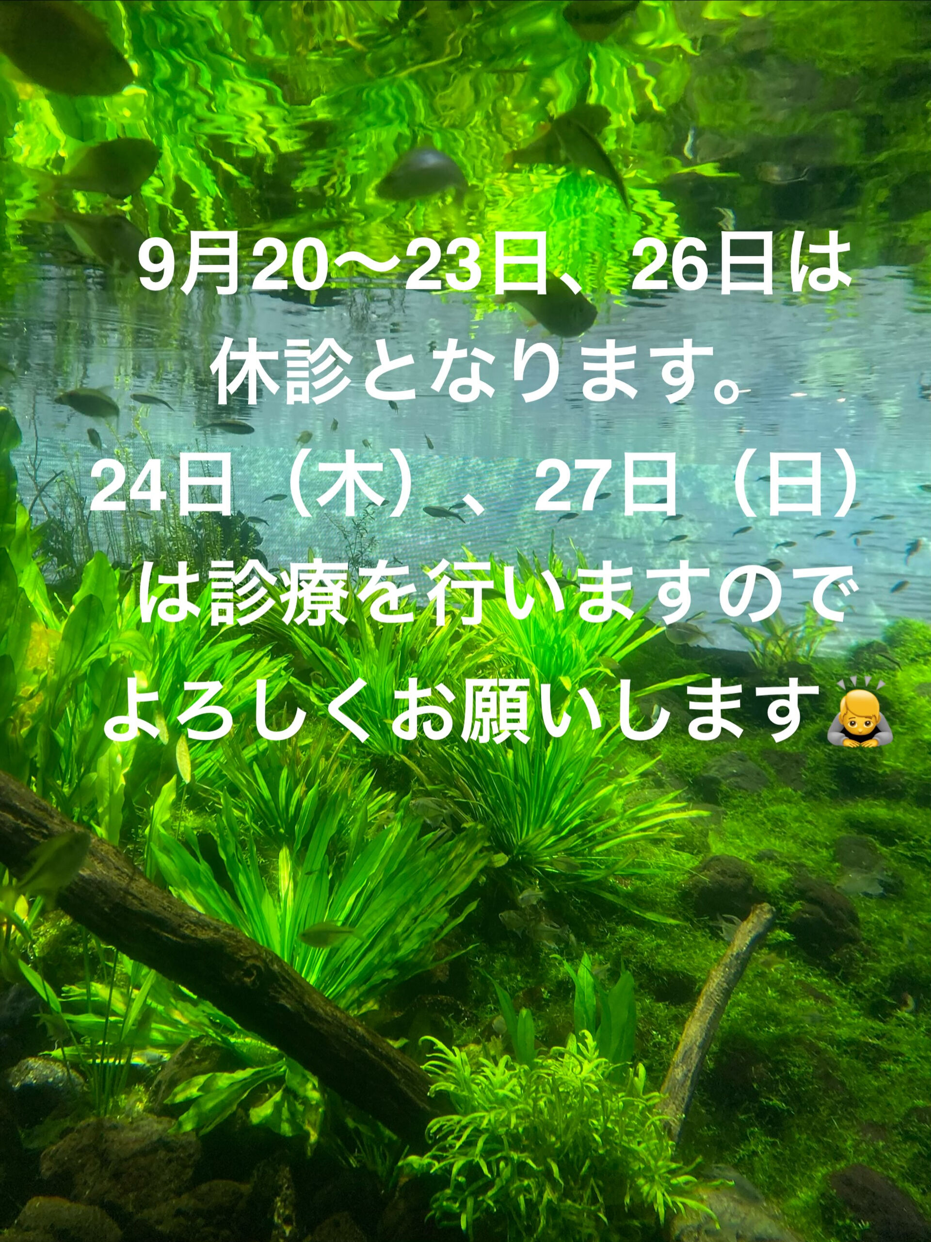 早くもシルバーウィークとなりました✨
